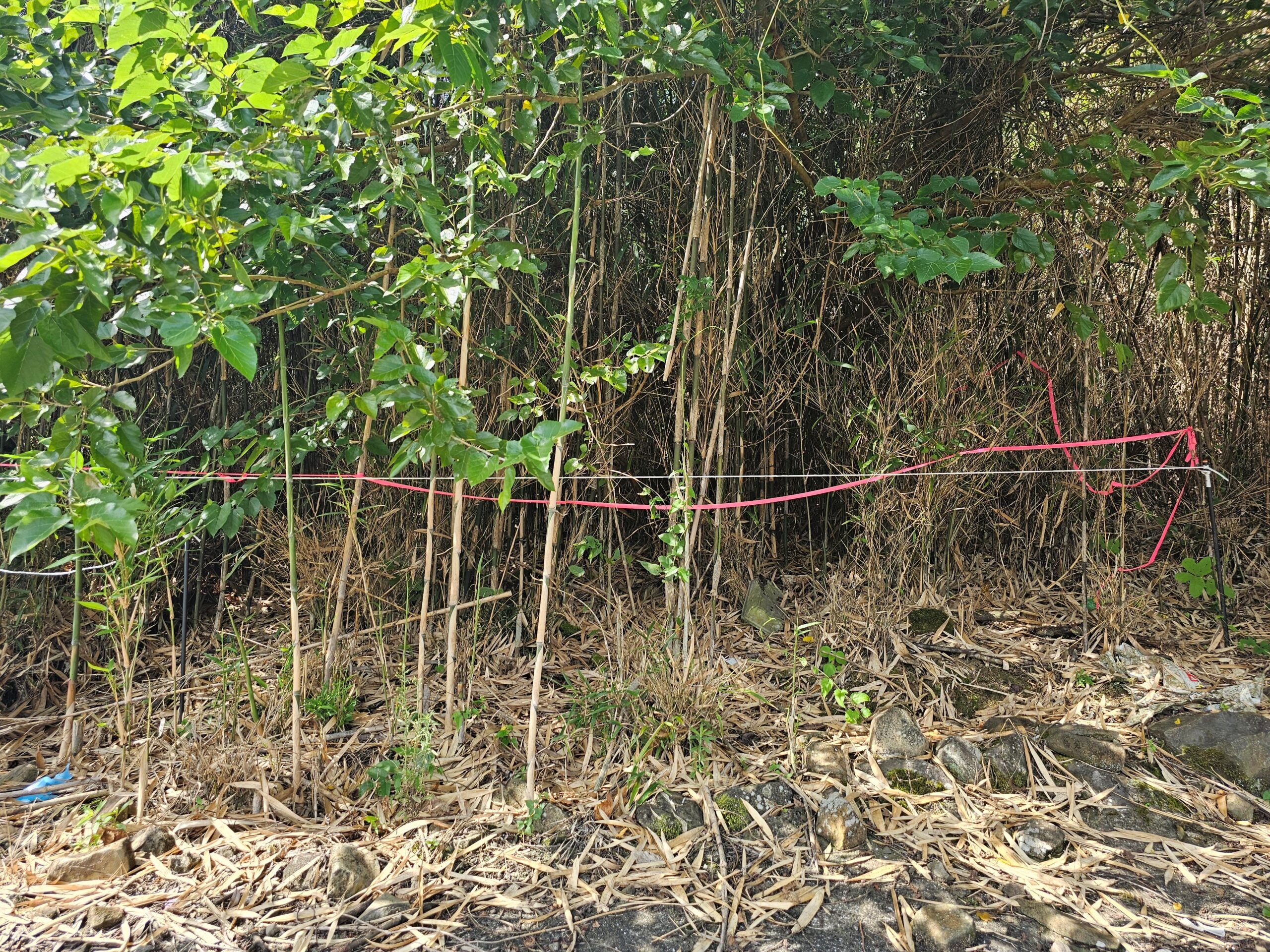 ササなどの雑草が繁茂している場所